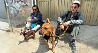 Esterilización animal gratuita en Soacha inicia jornadas 2026
