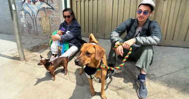 Esterilización animal gratuita en Soacha inicia jornadas 2026