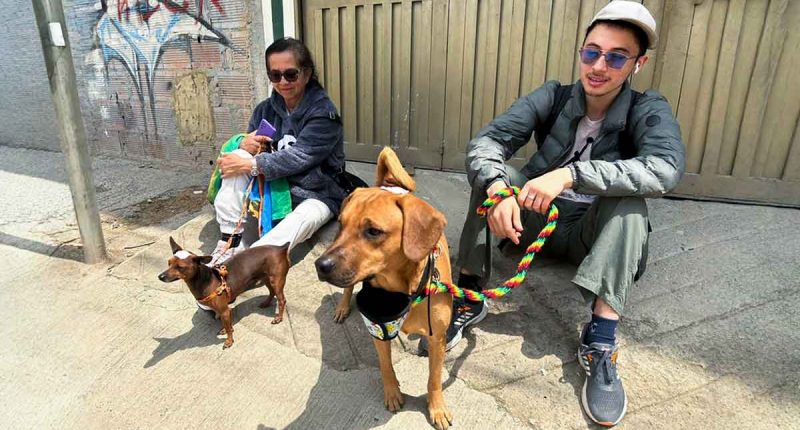 Esterilización animal gratuita en Soacha inicia jornadas 2026