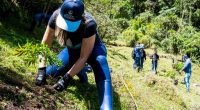 Habitantes y funcionarios participando en la reforestación en Chocontá para la protección del suelo.