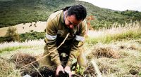 Jornada de siembra de árboles nativos para proteger el medio ambiente en Soacha y el páramo de Sumapaz.