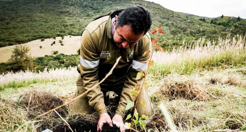 Jornada de siembra de árboles nativos para proteger el medio ambiente en Soacha y el páramo de Sumapaz.