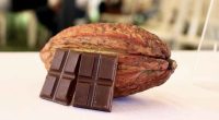 Productores de cacao de Cundinamarca participando en jornadas de capacitación técnica y socialización del convenio.