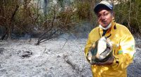 Ejemplar de fauna silvestre rescatado por los organismos de socorro durante la atención de un incendio forestal en Cundinamarca.
