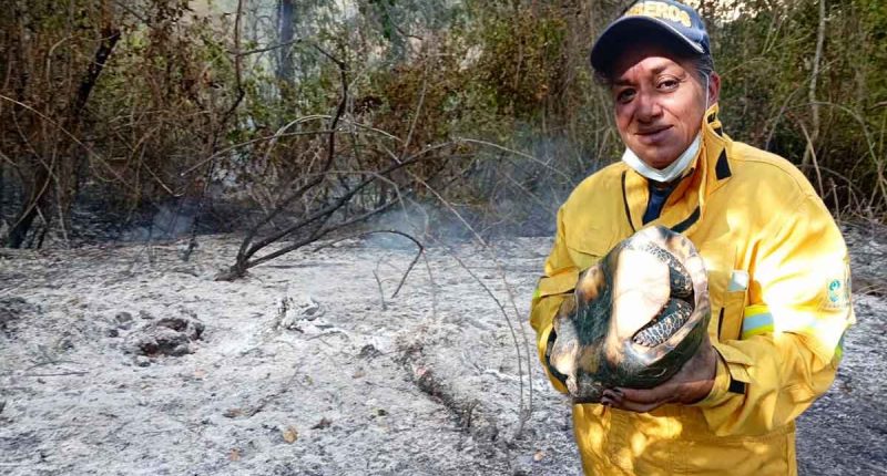 Ejemplar de fauna silvestre rescatado por los organismos de socorro durante la atención de un incendio forestal en Cundinamarca.