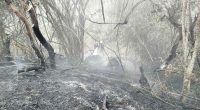 Labores de control y liquidación de incendio forestal adelantadas por organismos de socorro en Cundinamarca.