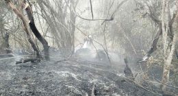 Labores de control y liquidación de incendio forestal adelantadas por organismos de socorro en Cundinamarca.
