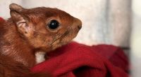 Procedimiento de rescate y manejo de fauna silvestre por parte de la Policía Ambiental en Soacha.