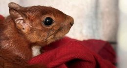 Procedimiento de rescate y manejo de fauna silvestre por parte de la Policía Ambiental en Soacha.