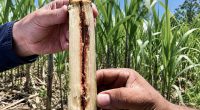 Agricultores revisando cultivos de caña panelera en Cundinamarca tras la implementación de controles biológicos contra plagas.