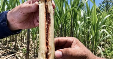 Agricultores revisando cultivos de caña panelera en Cundinamarca tras la implementación de controles biológicos contra plagas.