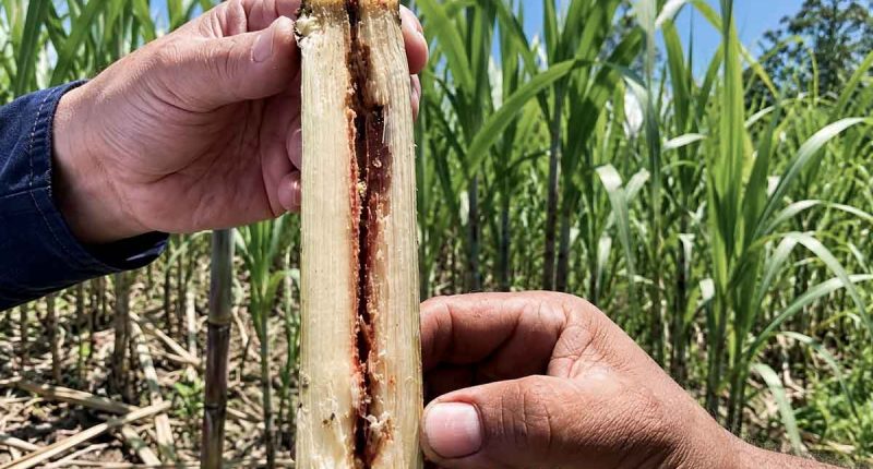 Agricultores revisando cultivos de caña panelera en Cundinamarca tras la implementación de controles biológicos contra plagas.