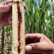 Agricultores revisando cultivos de caña panelera en Cundinamarca tras la implementación de controles biológicos contra plagas.